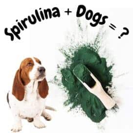 spirulina per cani