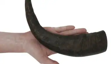 corno di bufalo per cani vendita