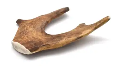 corna di daino per cani