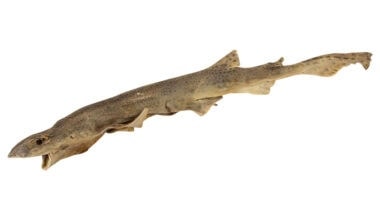 pesce essiccato per cani