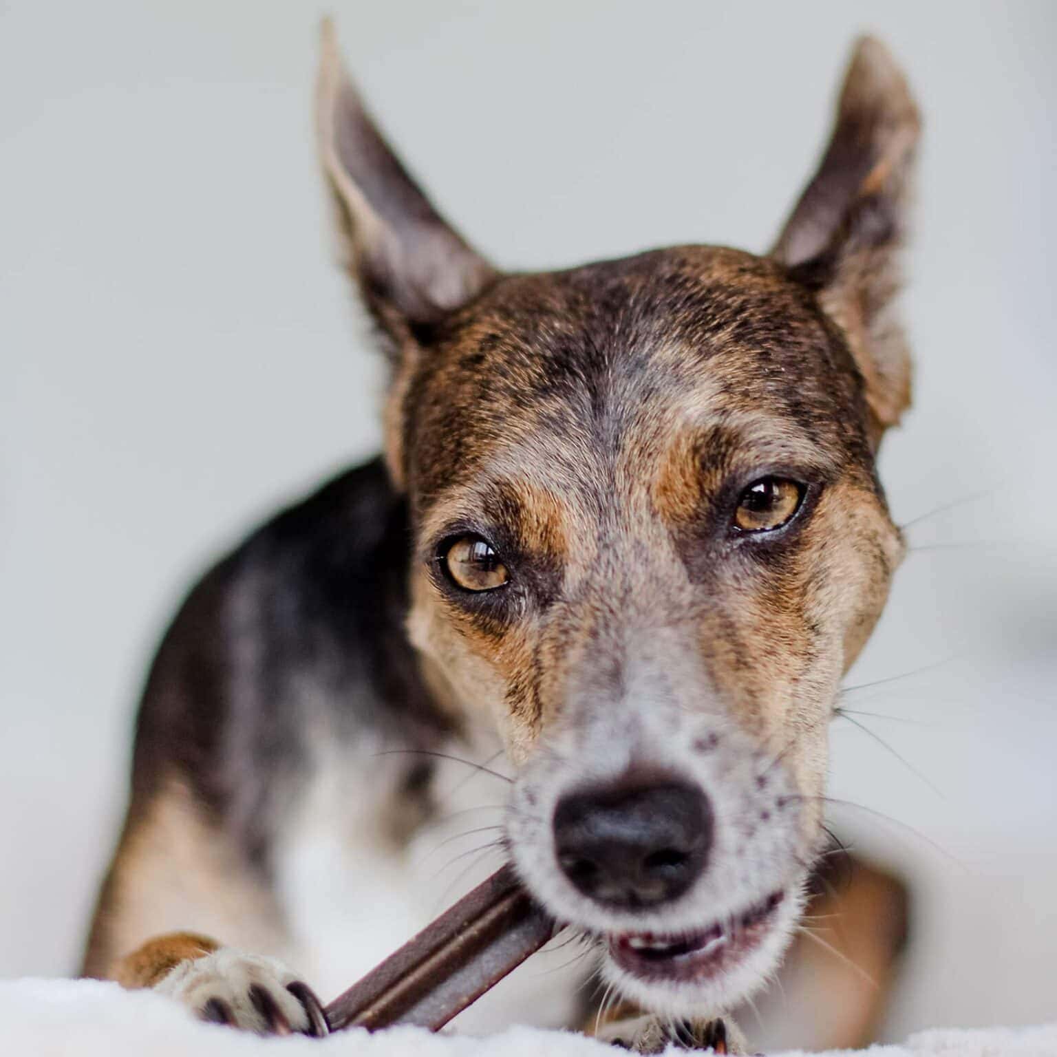 Dental Stick per cani - 3 gusti -23cm - immagine 2