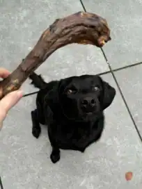 colli di tacchino per cani