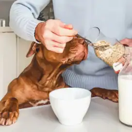 fiocchi di avena per cani