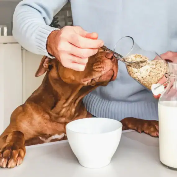 fiocchi di avena per cani