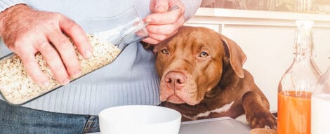 fiocchi di avena per cani