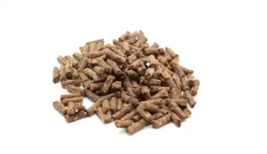 premietti naturali per cani