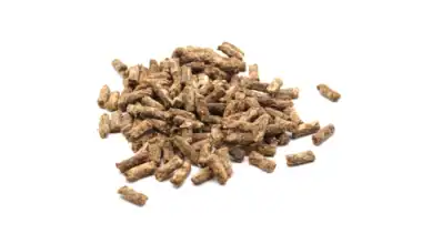 premietti naturali per cani manzo e lampone