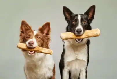 legno di caffè per cani