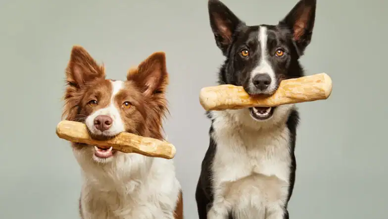 legno di caffè per cani
