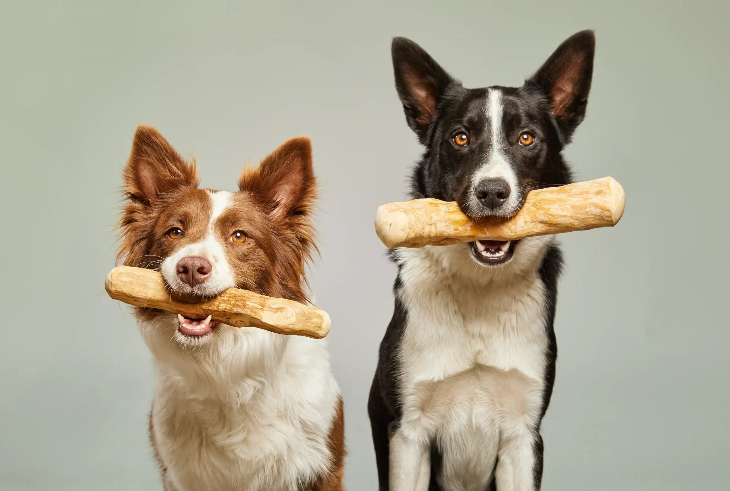 legno di caffè per cani