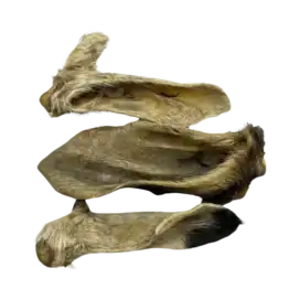 orecchie di capra per cani con pelo
