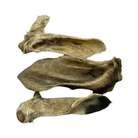 orecchie di capra per cani con pelo