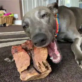 radice di erica per cani