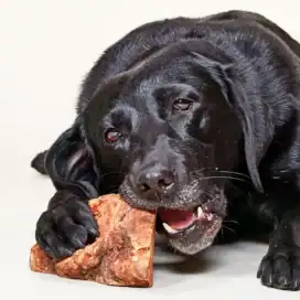 radice di erica per cani