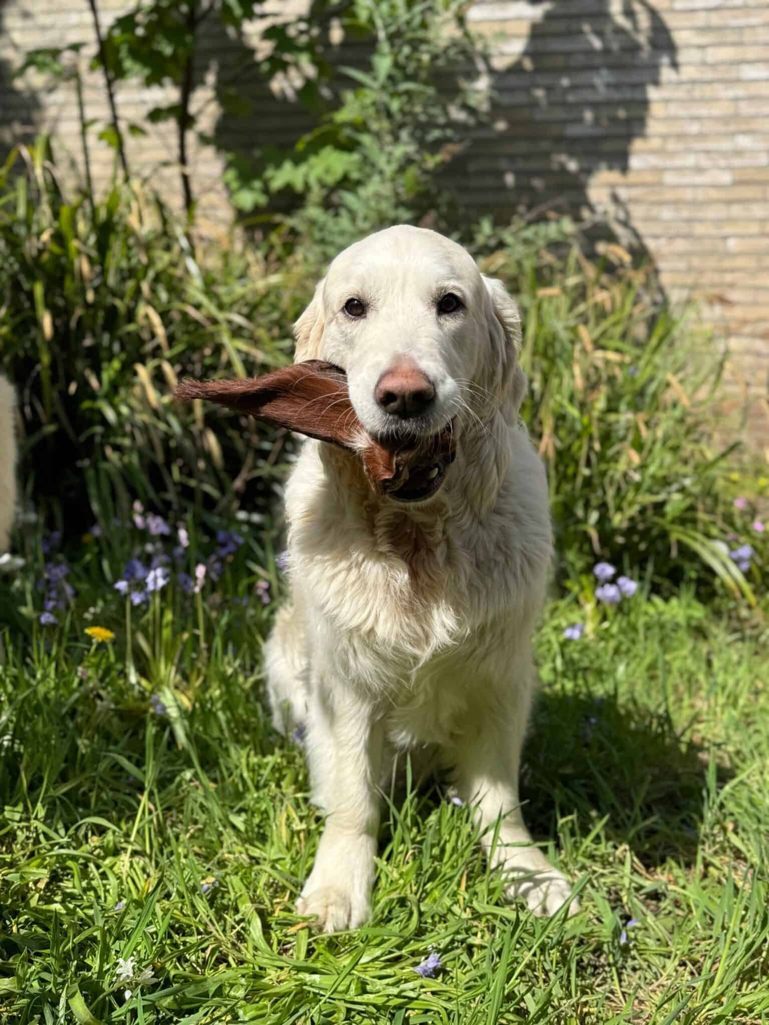 Orecchie di Bovino Essiccate per Cani con Pelo – 5 Pezzi - immagine 2